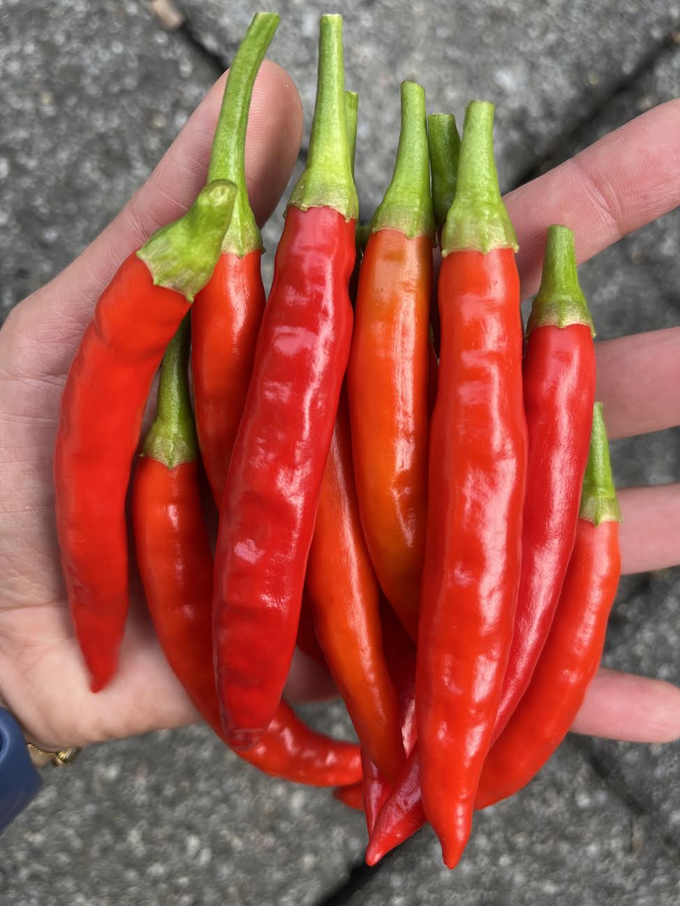 Filfil Gazawi (Pepper) Seeds