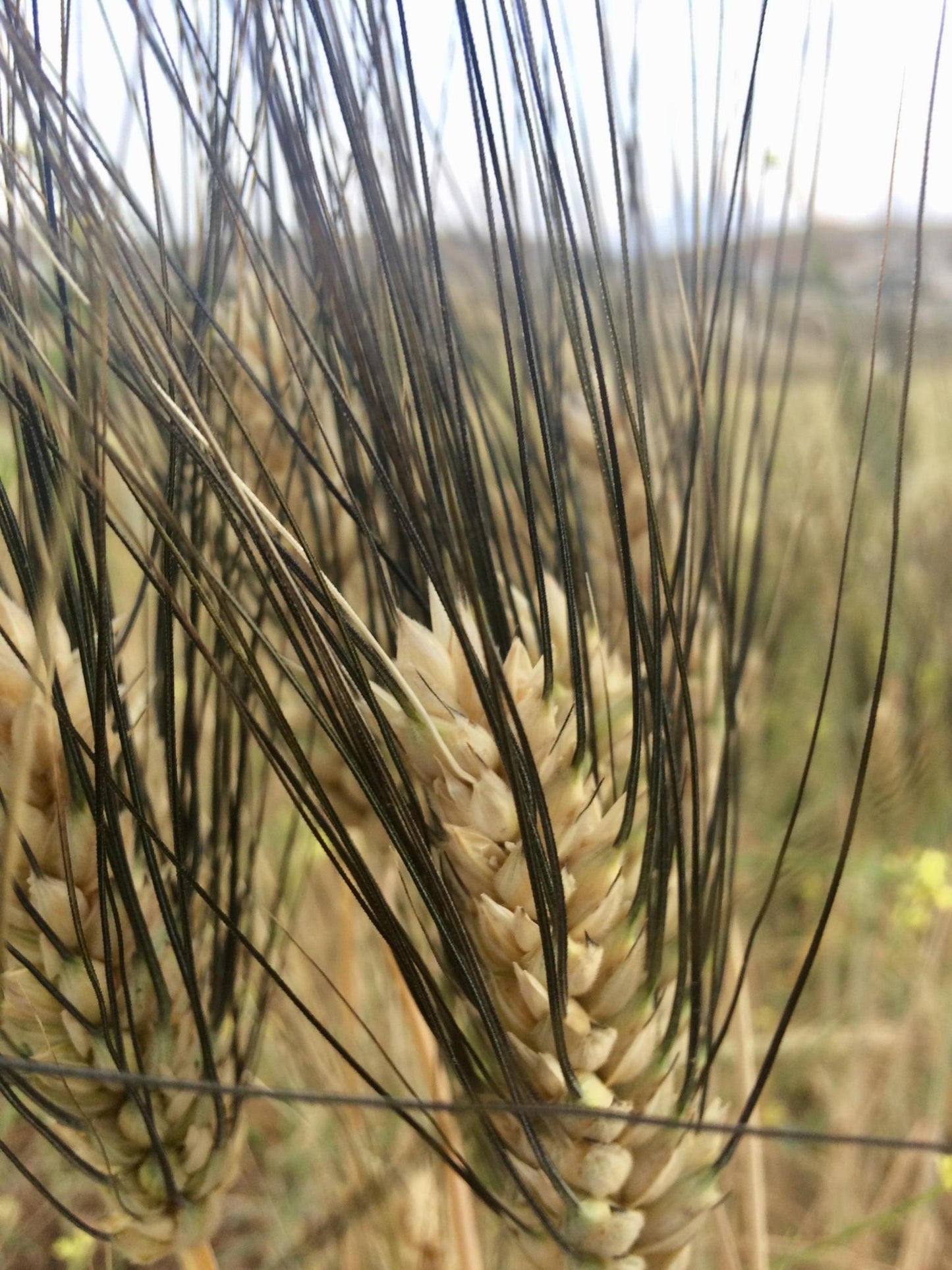 Abu Samara (Wheat) Seeds