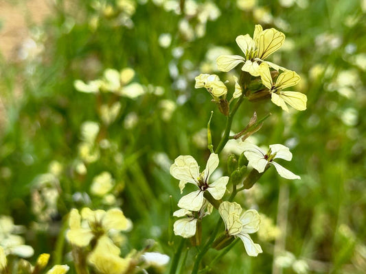 Jarjiir (Arugula)