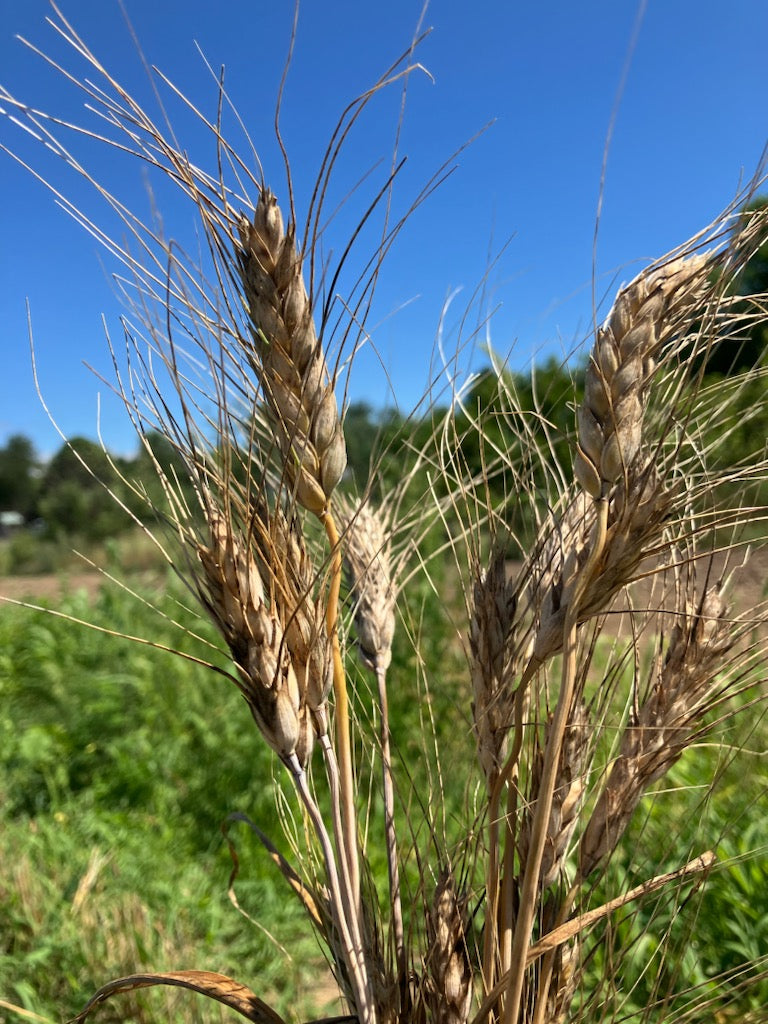 Abu Samara (Wheat) Seeds