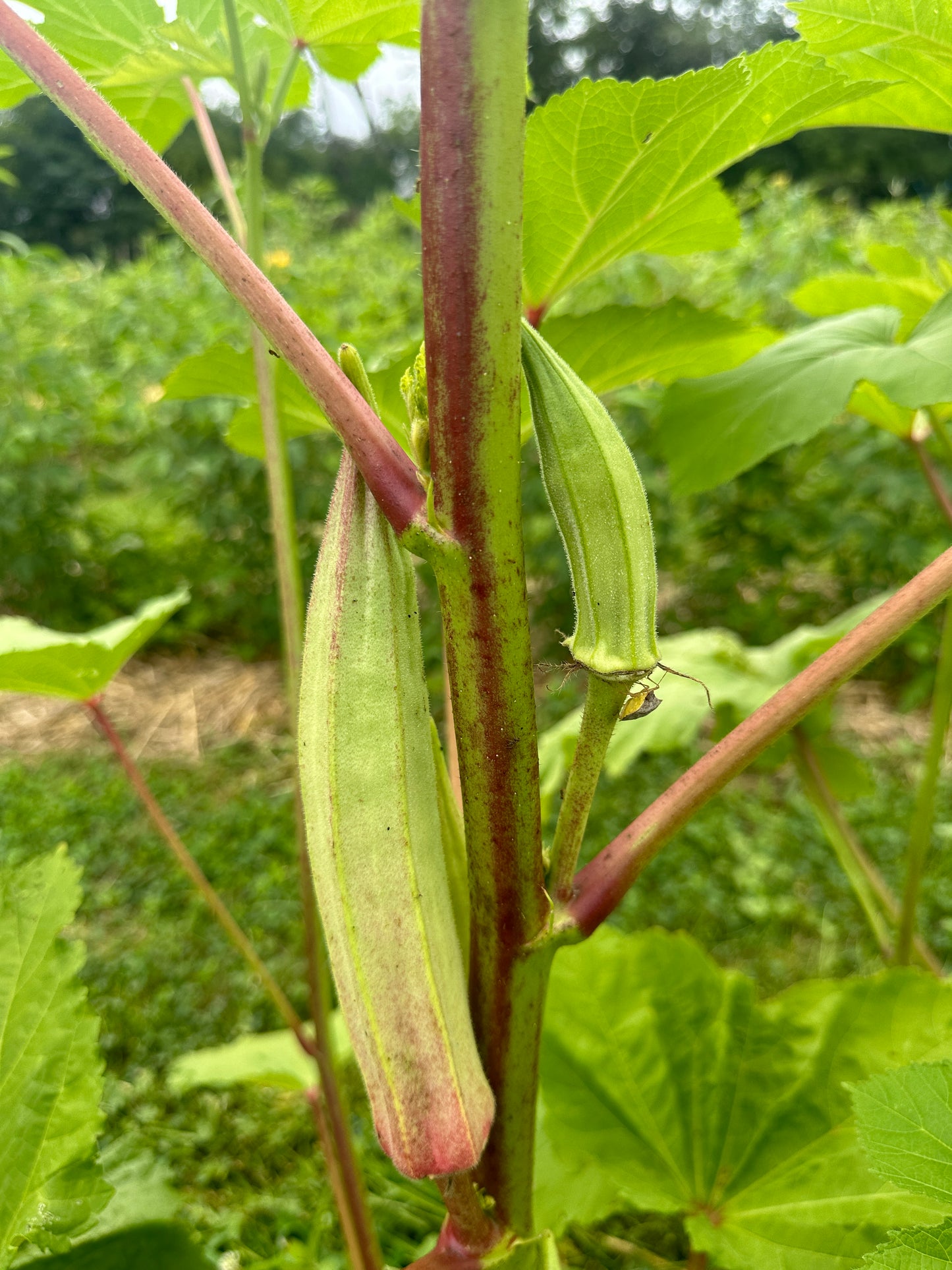 Bamyeh (Okra) Seeds
