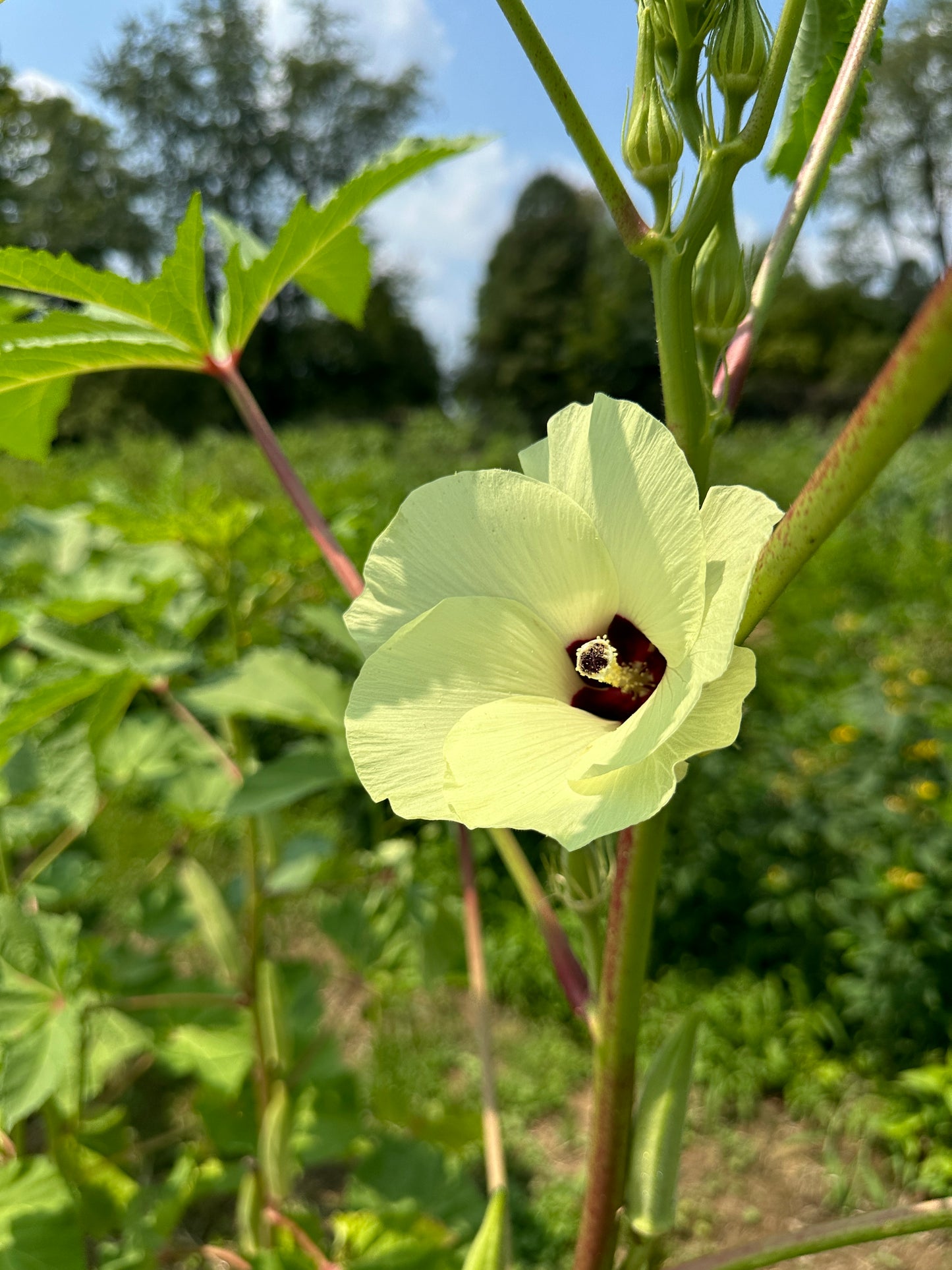 Bamyeh (Okra) Seeds