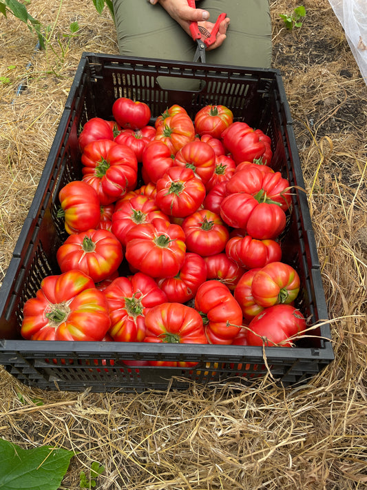 Banadura Baladiyya (Heirloom Tomato)