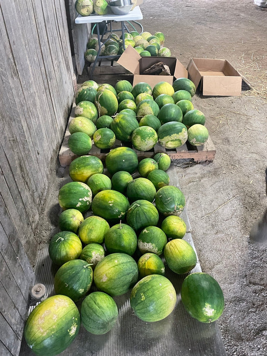 Jadu'i Watermelon Seeds