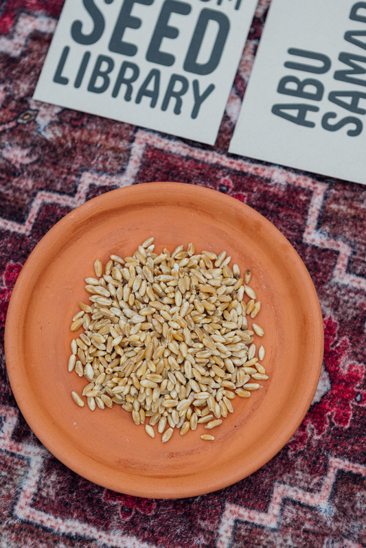 Abu Samara (Wheat) Seeds