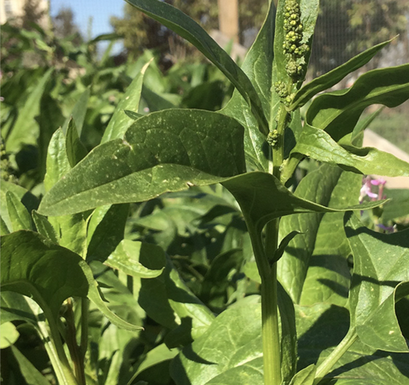 Sabanikh (Spinach) Seeds