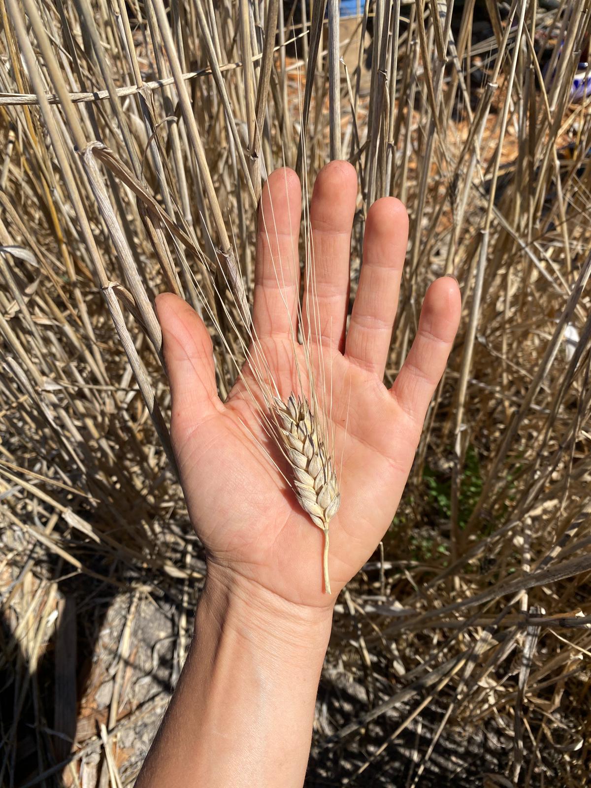 Abu Samara (Wheat) Seeds
